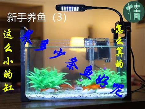 魚缸養幾隻魚|一個魚缸養多少魚合適，從風水學及科學的角度來告訴你！